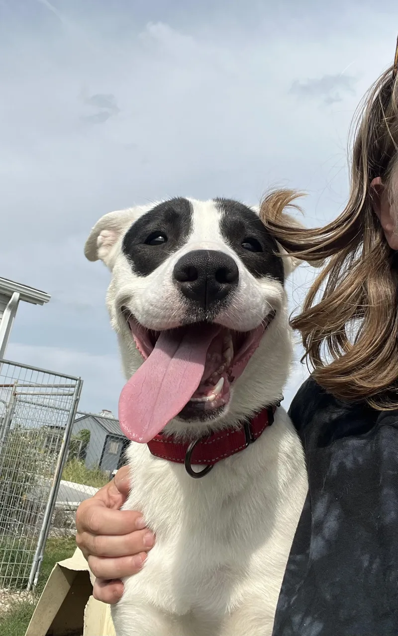 An adult large-sized female Pit Bull Terrier dog named Amari for adoption in Independence, IA