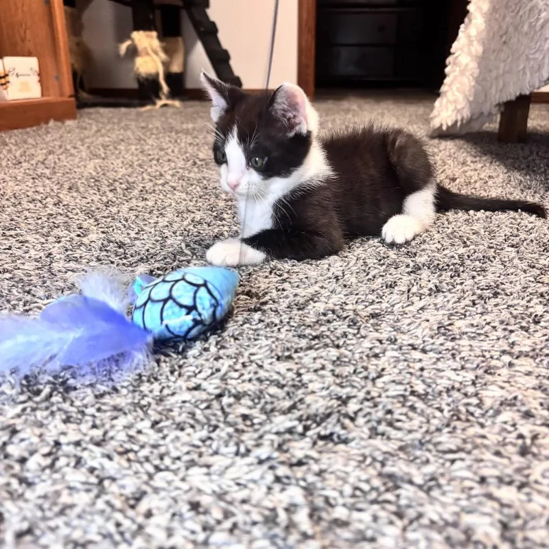 A baby small-sized male Black Domestic Short Hair cat named Meowlexander for adoption in Wichita, KS