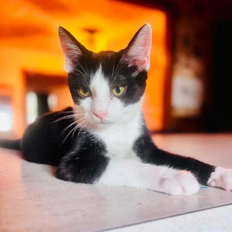 Meowlexander thumbnail 2