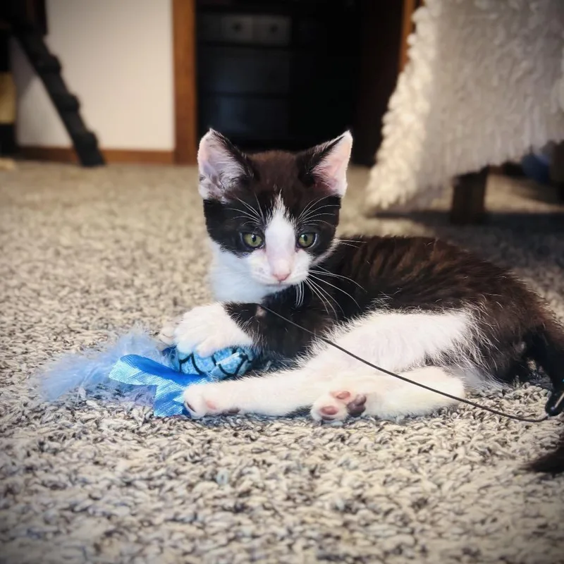 Meowlexander thumbnail 3