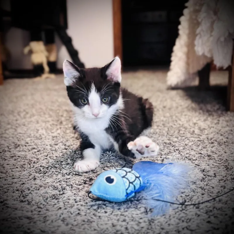 Meowlexander thumbnail 4