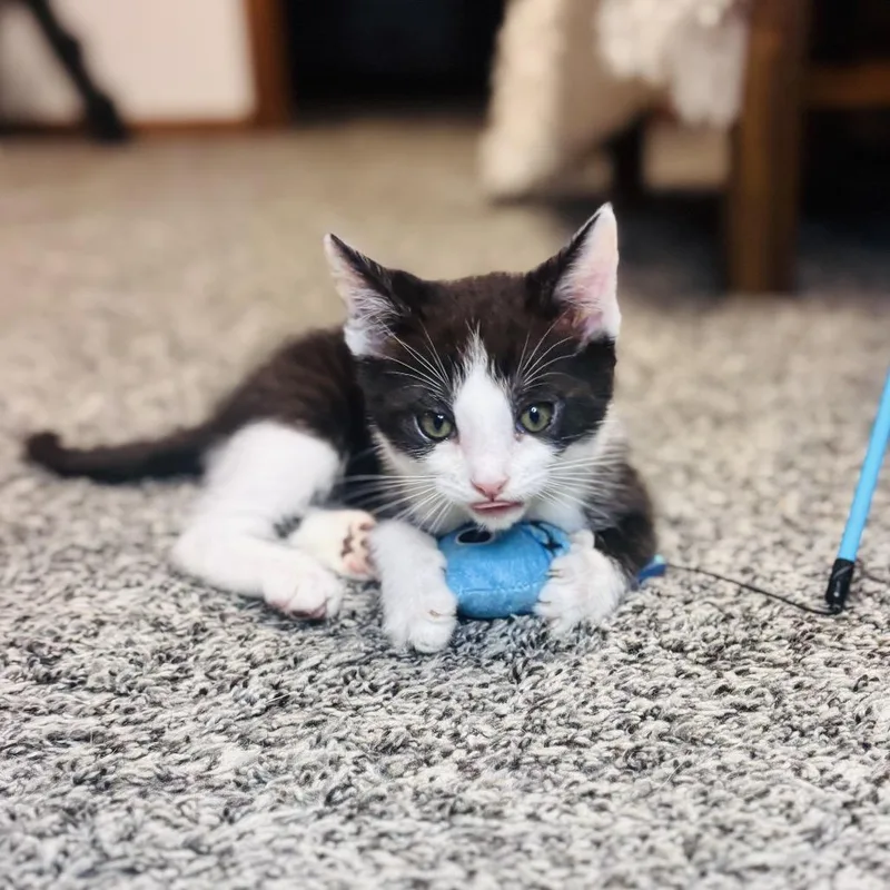 Meowlexander thumbnail 5