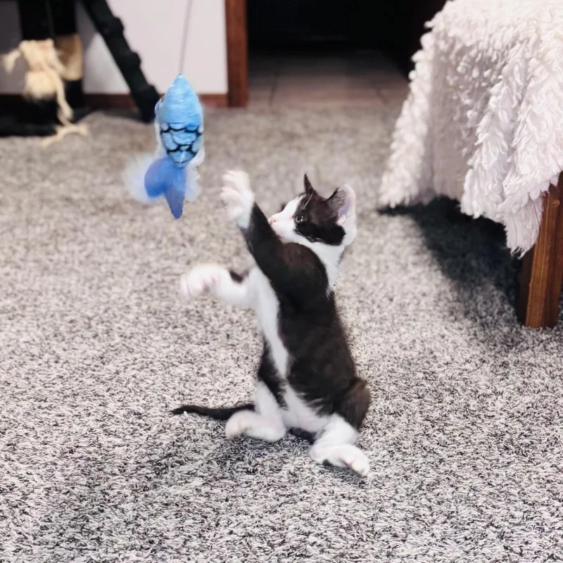Meowlexander thumbnail 6