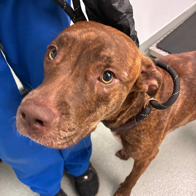 An adult medium-sized female Brown / Chocolate Pit Bull Terrier dog named Tai for adoption in Abilene, TX