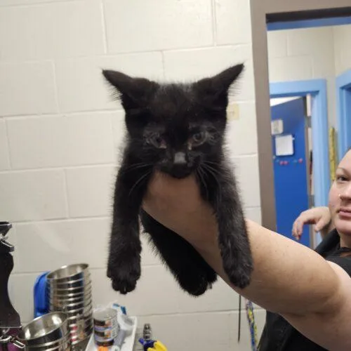 A baby small-sized male Black Domestic Short Hair cat named Tad Pohl for adoption in Burlington, IA