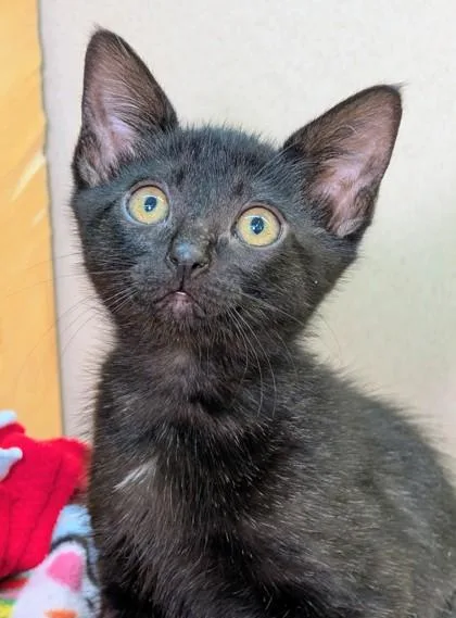 A baby small-sized female Domestic Short Hair cat named Evangeline for adoption in Bellevue, WA
