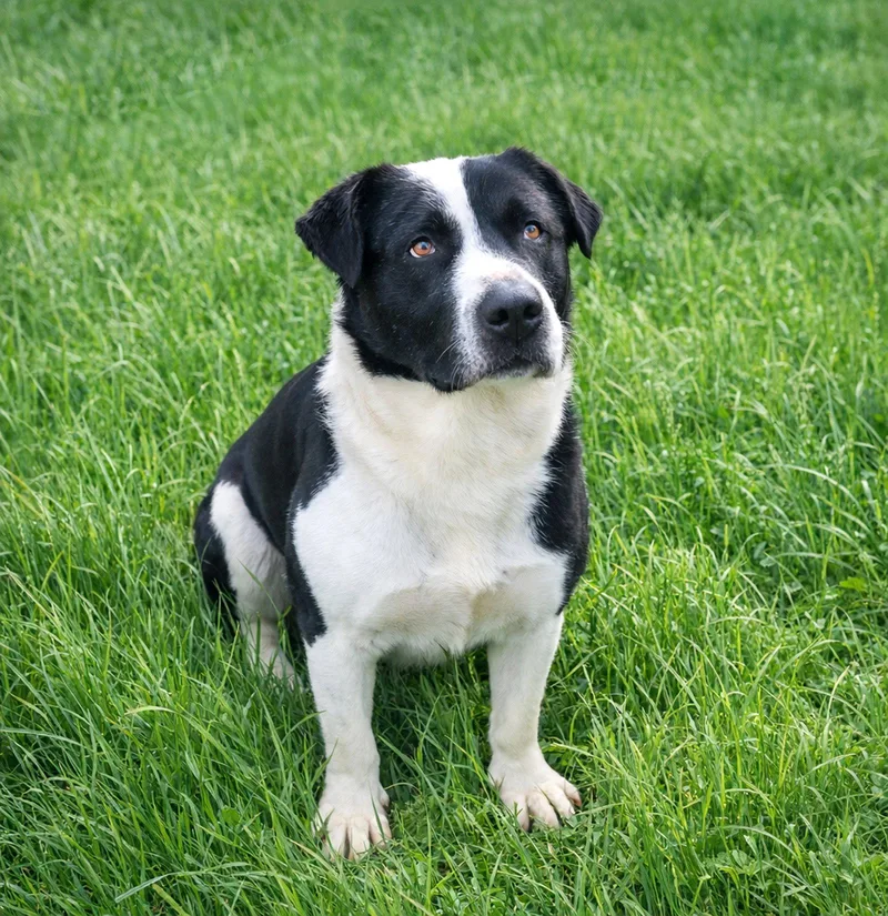 A young medium-sized male Labrador Retriever dog named Murphy for adoption in Coatesville, PA