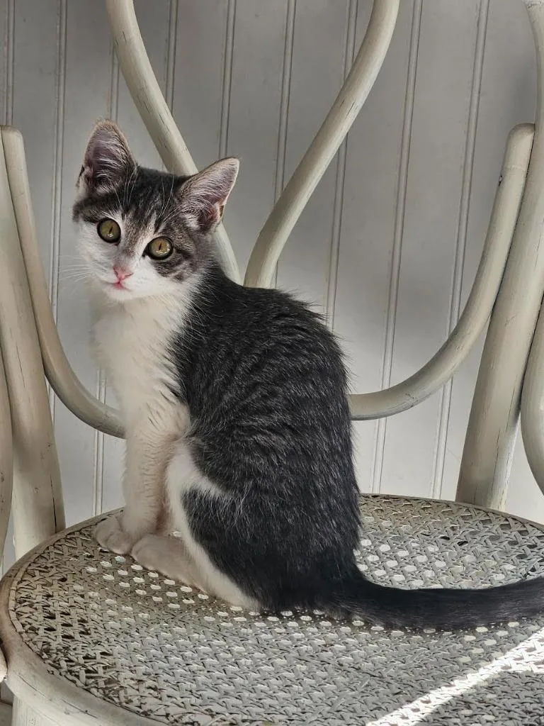 A baby medium-sized female Domestic Short Hair cat named Storm for adoption in Salt Lake City, UT