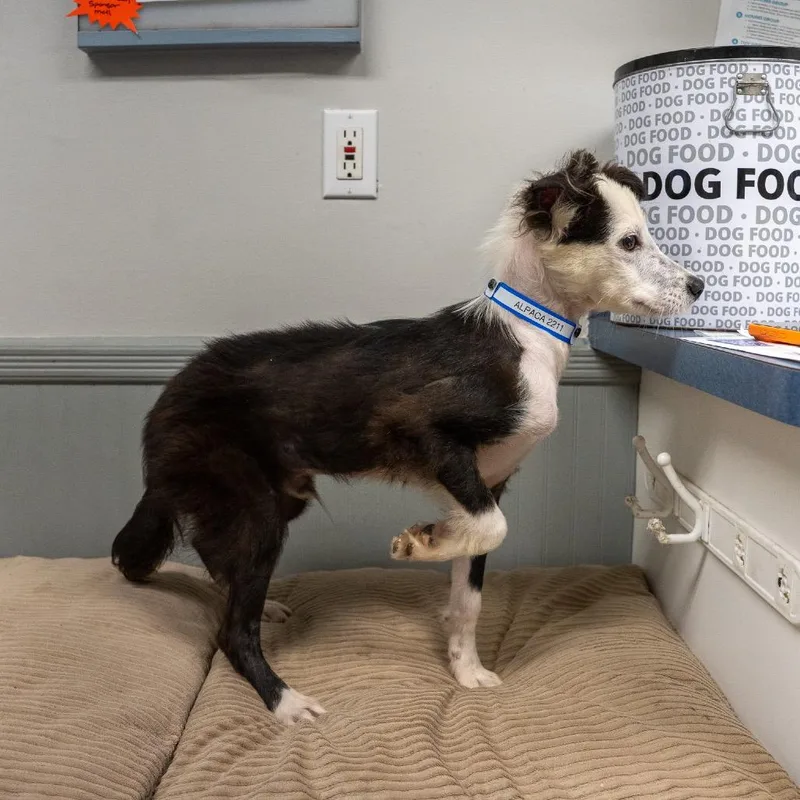 A young small-sized male Border Collie dog named Alpaca for adoption in Pawling, NY