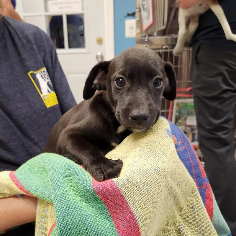 Carambola Pup: Kiwi