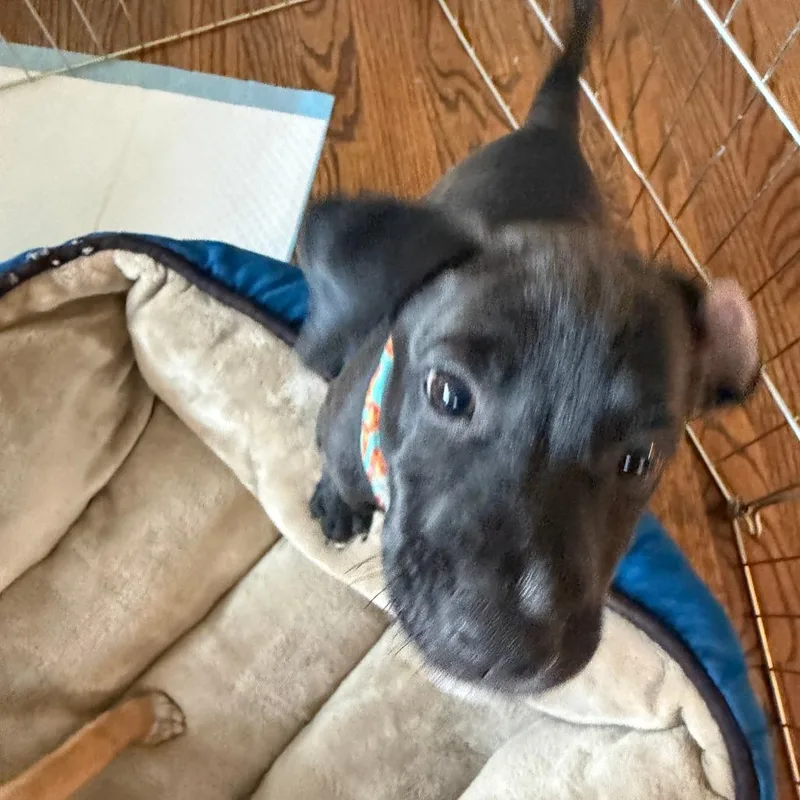 Carambola Pup: Kiwi thumbnail 2