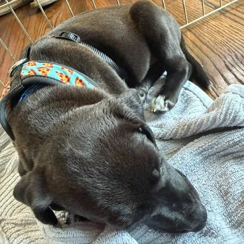 Carambola Pup: Kiwi thumbnail 3