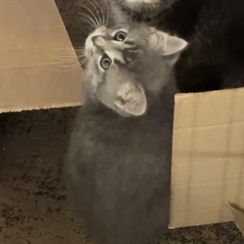 A baby small-sized male Domestic Short Hair cat named Salt for adoption in Monroe, MI