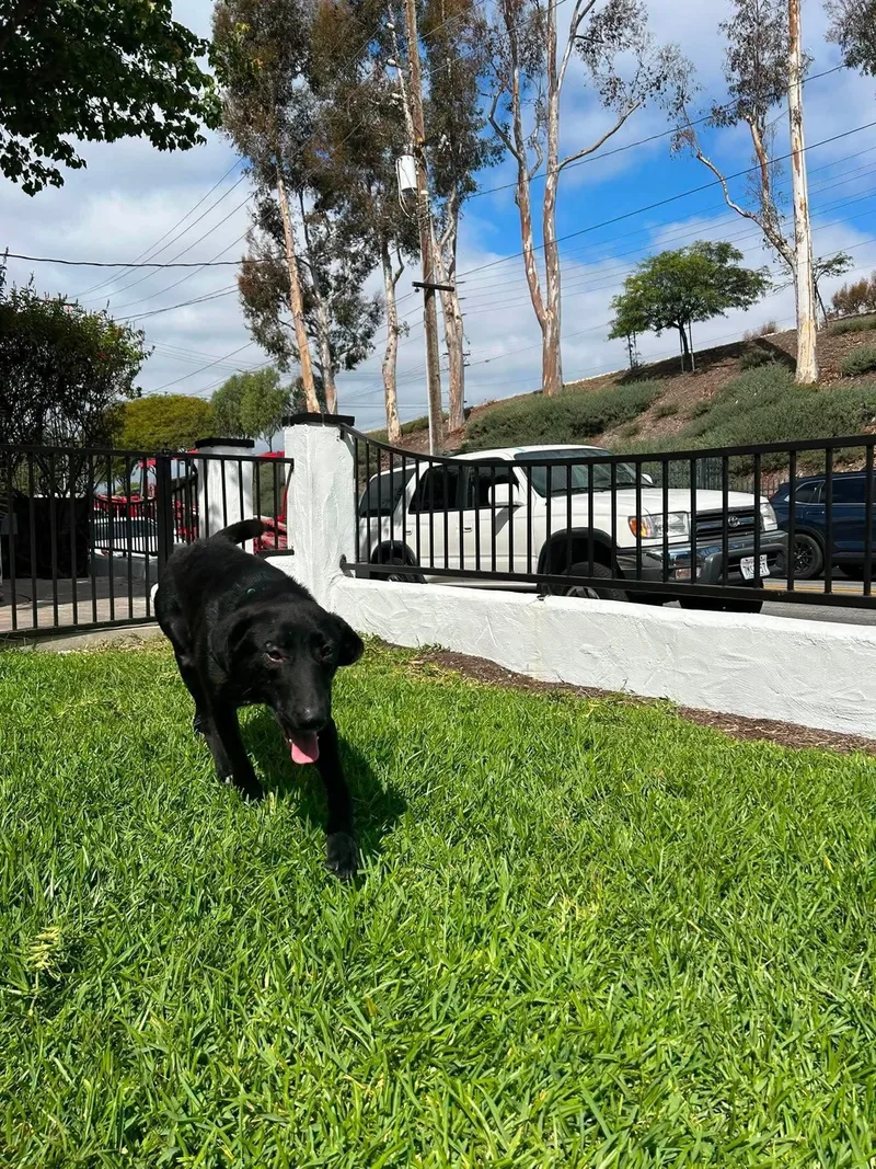 A young medium-sized female Labrador Retriever dog named Dolly for adoption in San Diego, CA