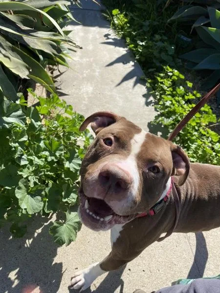 An adult large-sized male Pit Bull Terrier dog named Frito for adoption in San Diego, CA
