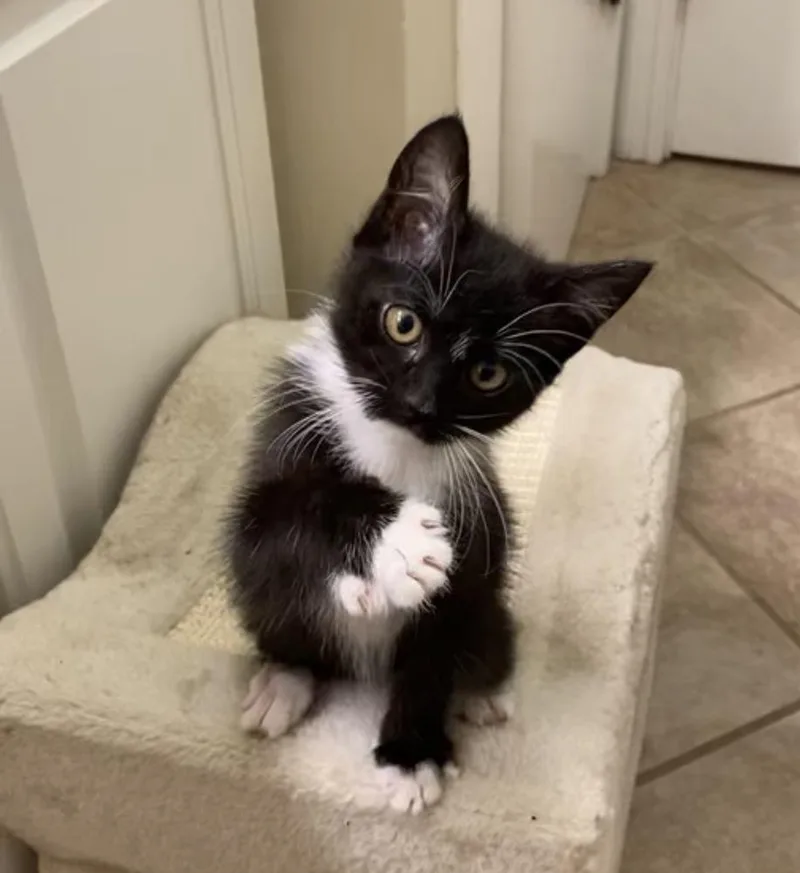 A baby small-sized female Black & White / Tuxedo American Bobtail cat named Tess for adoption in Albany, WI