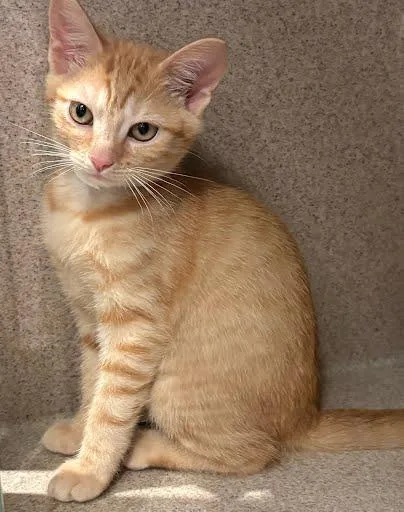 A baby medium-sized female Domestic Short Hair cat named Millie for adoption in Washington, DC