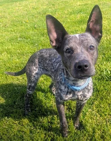 A young small-sized female Australian Cattle Dog / Blue Heeler dog named Lazuli for adoption in Akron, OH