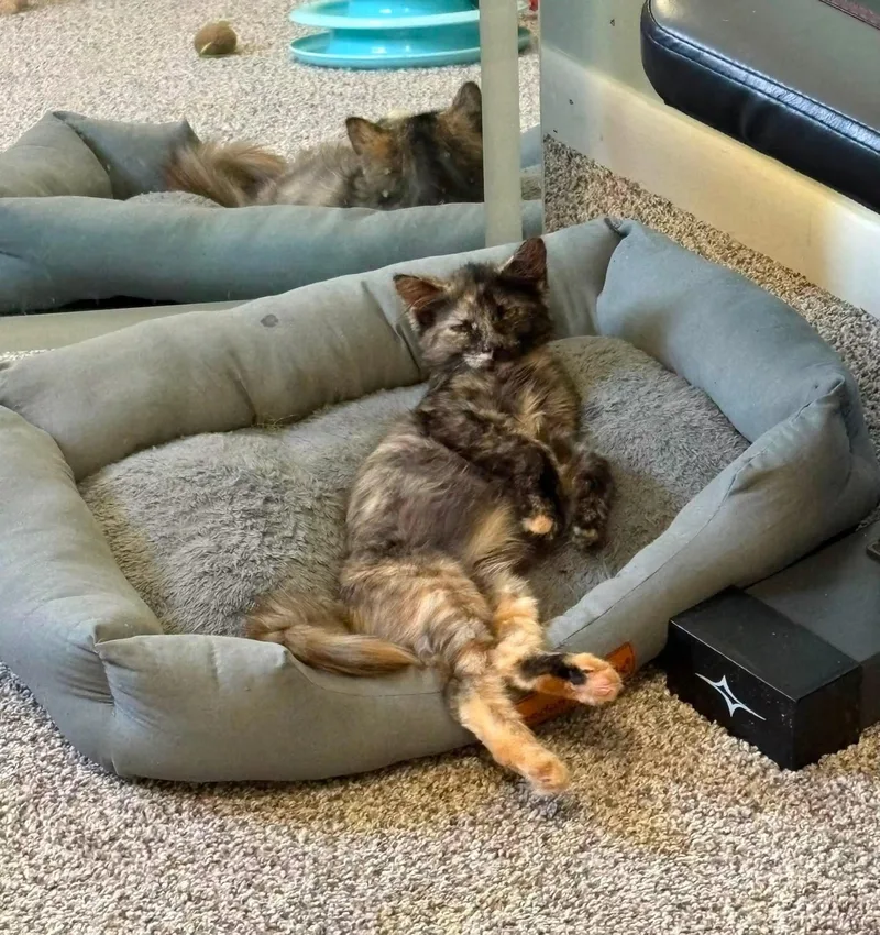A baby small-sized female Torbie cat named Clever for adoption in Darien Center, NY
