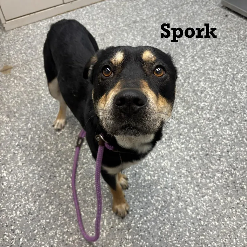 An adult medium-sized male Black Mixed Breed dog named Spork for adoption in Parkersburg, WV