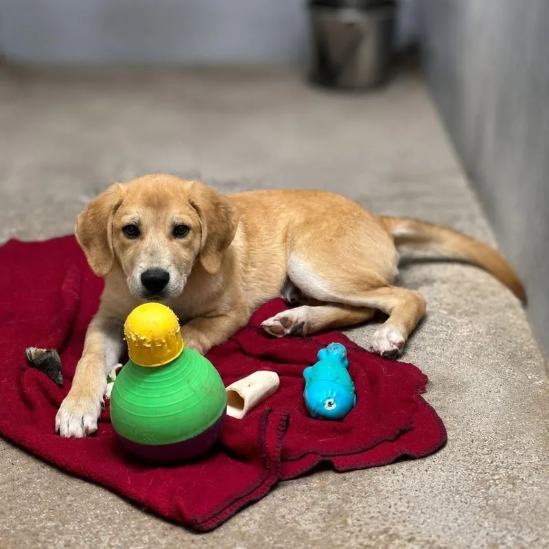 A baby large-sized male Yellow / Tan / Blond / Fawn Great Pyrenees dog named Mack for adoption in Wadena, MN