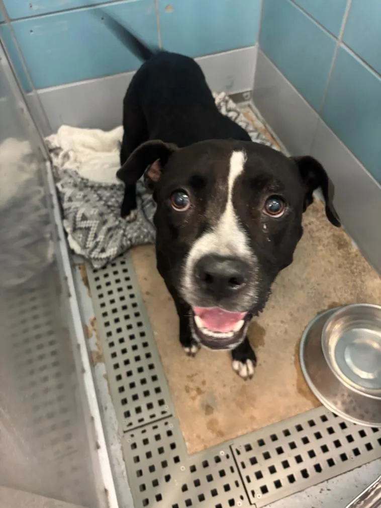 A young large-sized female Staffordshire Bull Terrier dog named Margo for adoption in Houston, TX