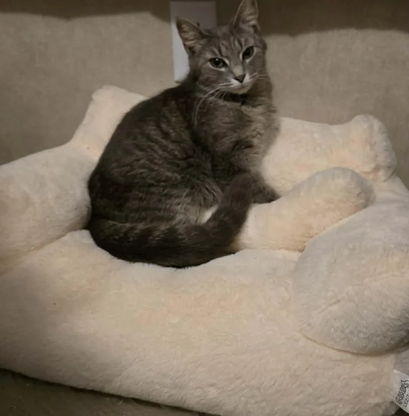 An adult medium-sized female Tabby (Gray / Blue / Silver) Domestic Medium Hair cat named Froggie for adoption in Cosby, TN
