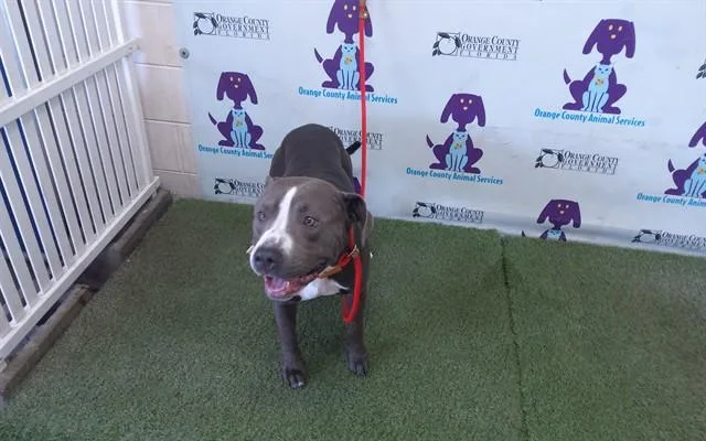 A young large-sized male Pit Bull Terrier dog named Hairy Kane for adoption in Orlando, FL