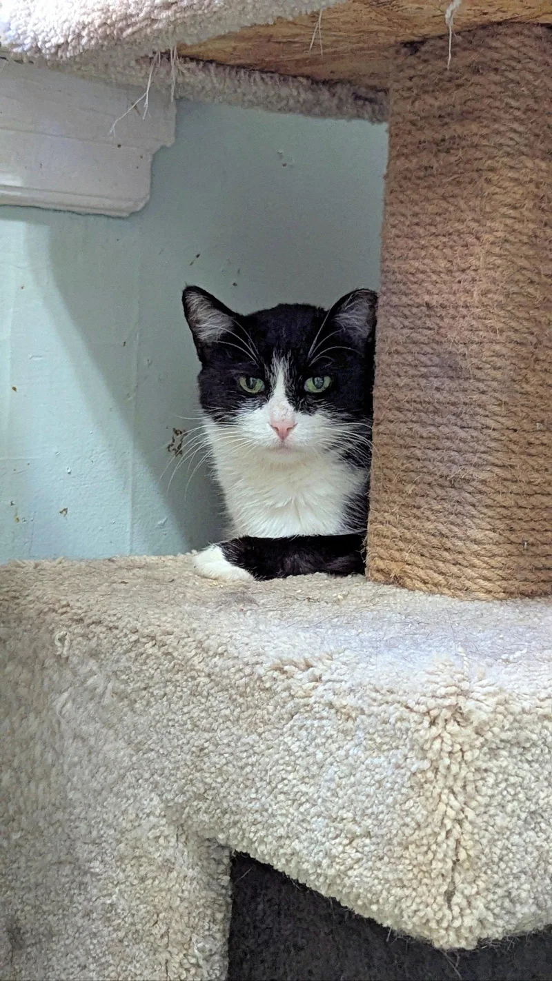 An adult small-sized female Tuxedo cat named MiMi for adoption in Chicago, IL