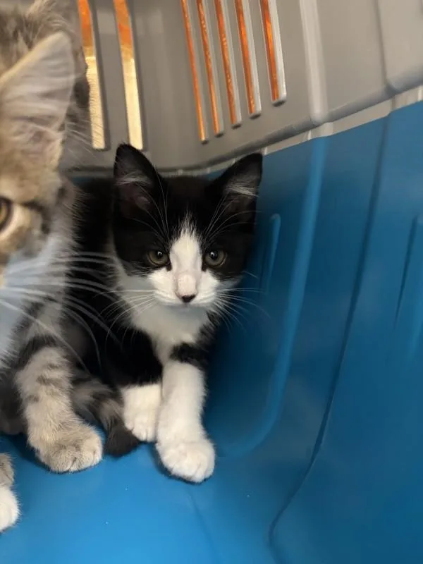 A baby small-sized female Domestic Short Hair cat named Nikki for adoption in Santa Rosa, CA