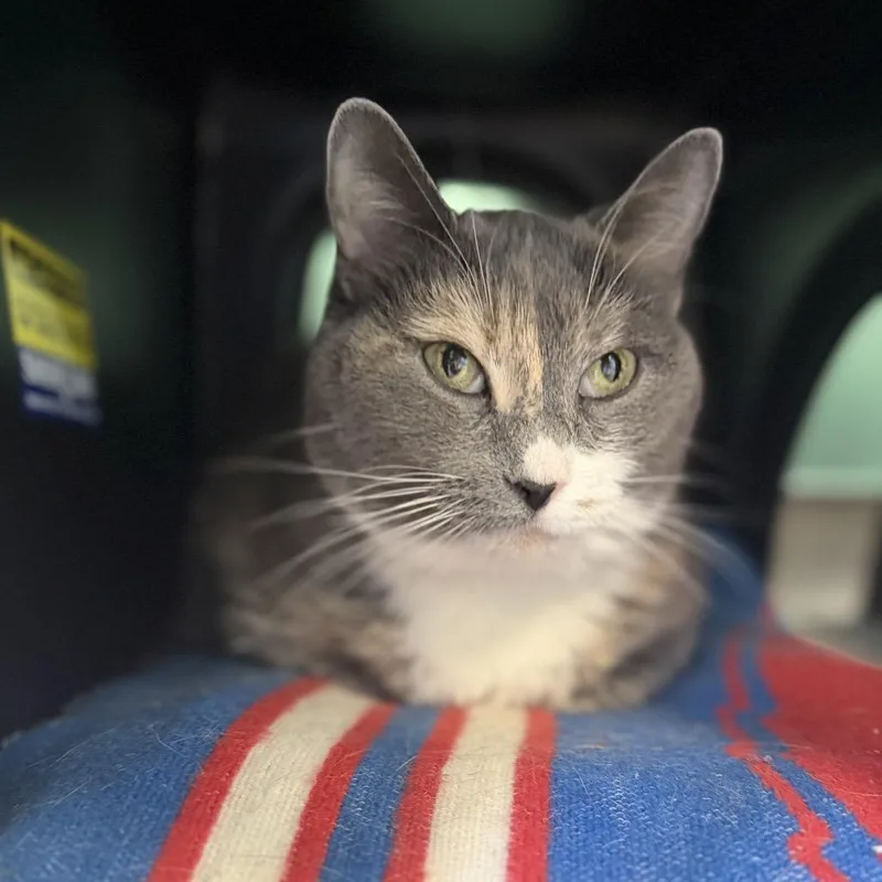 An adult large-sized female Calico Domestic Short Hair cat named Jewell for adoption in Hamburg, NY