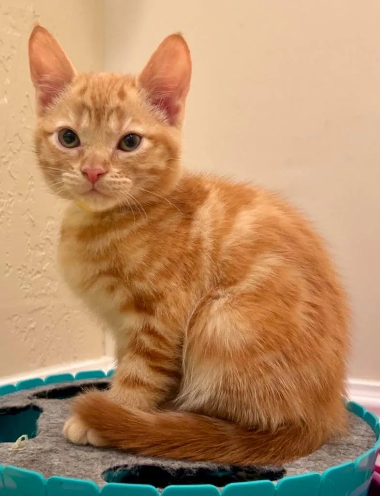 A baby medium-sized female Domestic Short Hair cat named Ravioli for adoption in Salt Lake City, UT