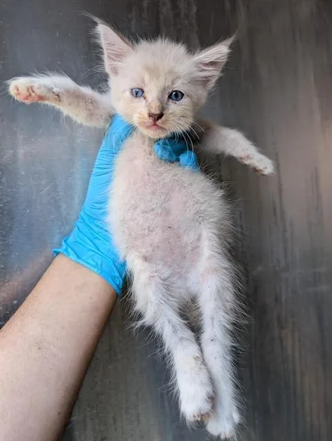 A baby small-sized female Domestic Short Hair cat named Glamour for adoption in San Antonio, TX