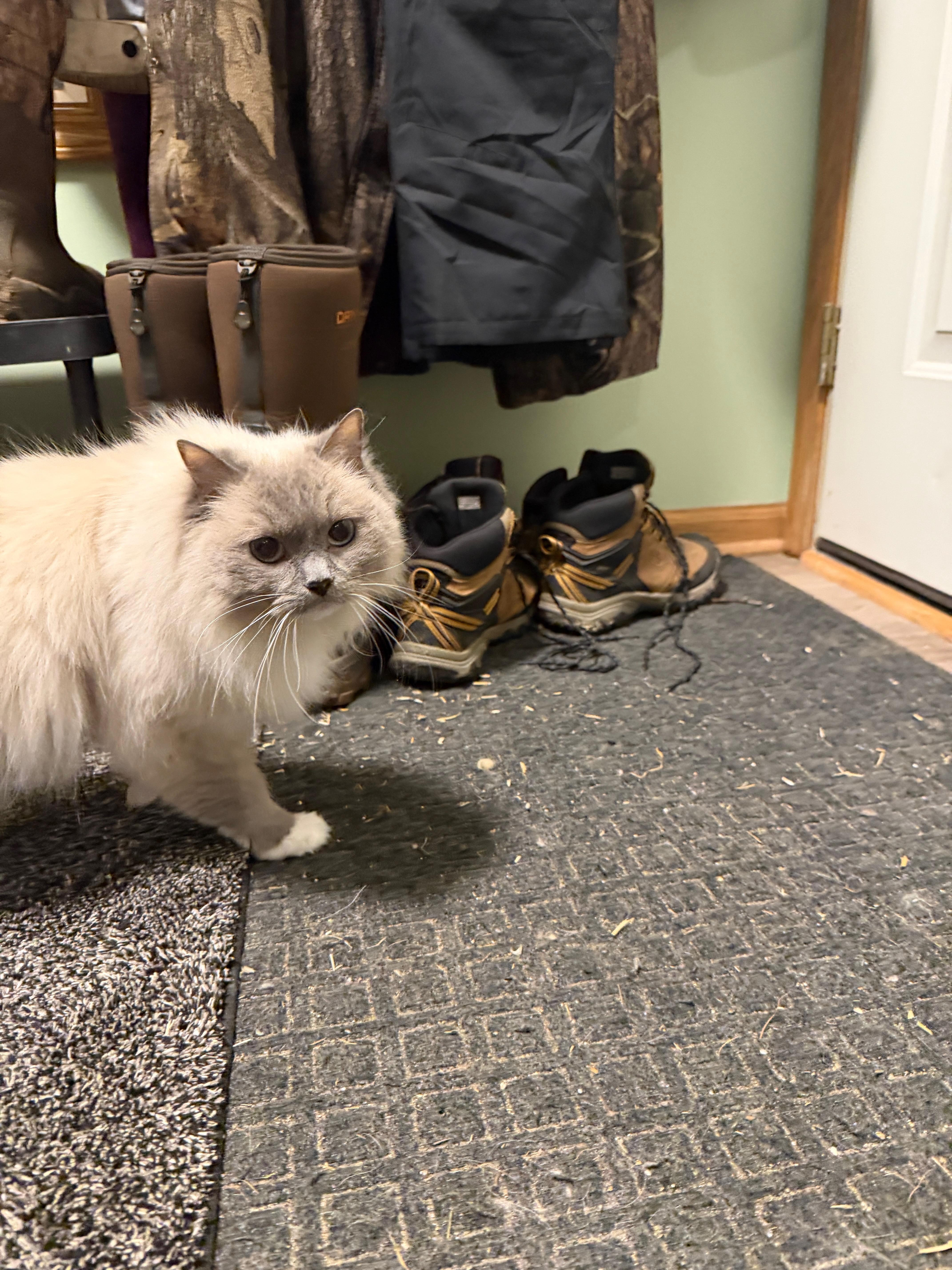 A senior medium-sized female Buff & White Siamese cat named Lulu for adoption in Wayland, MI