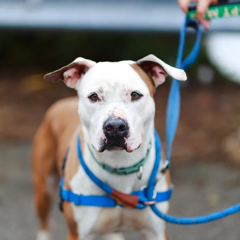 An adult large-sized male Red / Chestnut / Orange American Staffordshire Terrier dog named Cream for adoption in Long Island City, NY