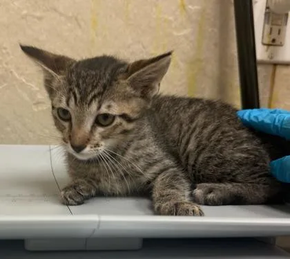 A baby small-sized male Domestic Short Hair cat named Reggie for adoption in Honolulu, HI