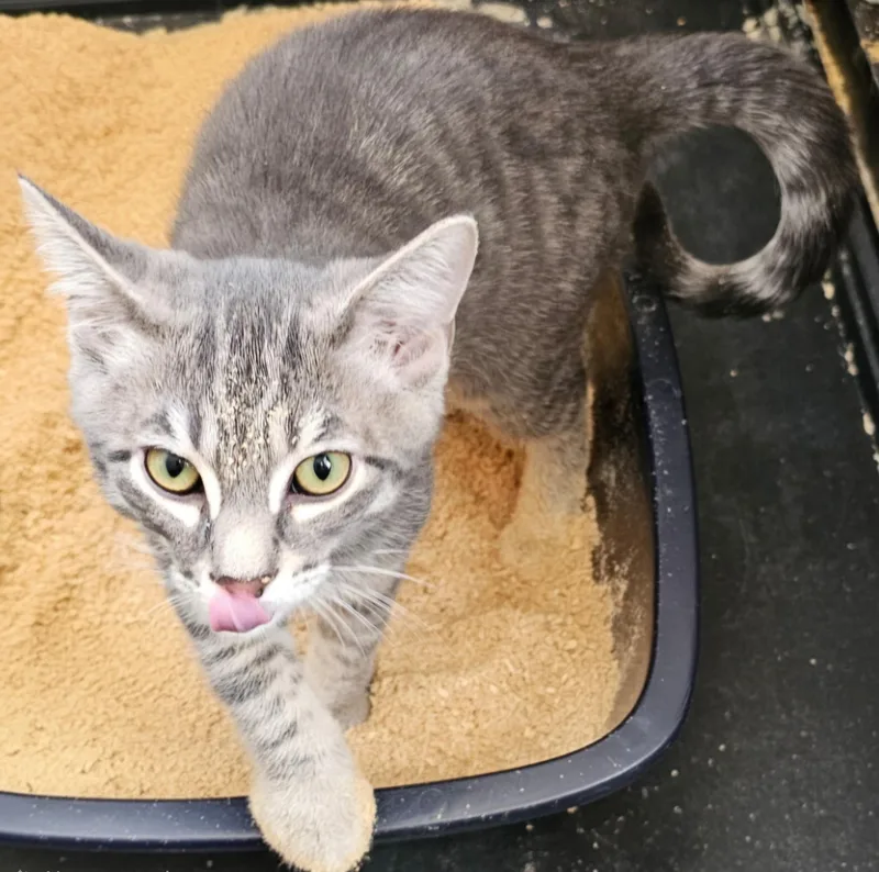 A baby medium-sized male Tabby (Gray / Blue / Silver) Tabby cat named Beluga for adoption in Springfield, OR
