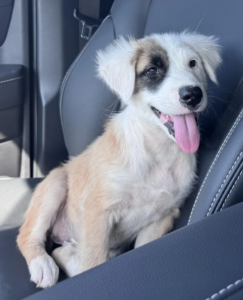 A young medium-sized female Tricolor (Brown, Black, & White) Australian Shepherd dog named Rory for adoption in Brenham, TX