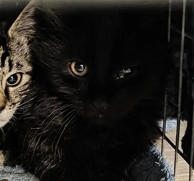 A baby small-sized male Domestic Short Hair cat named Stew for adoption in Casper, WY