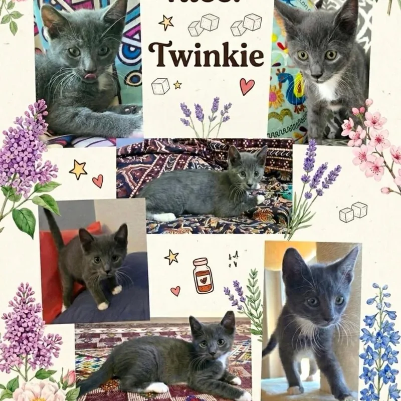 A baby small-sized female Gray / Blue / Silver Domestic Short Hair cat named Twinky for adoption in Orangevale, CA