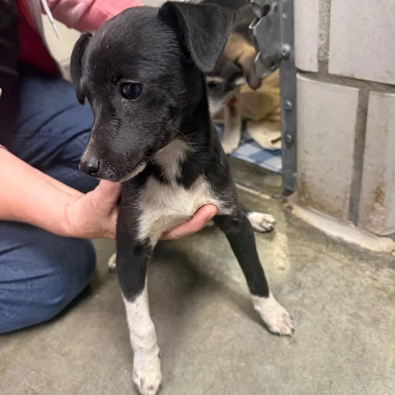 A baby small-sized male Chihuahua dog named Harvey for adoption in Waynesburg, PA