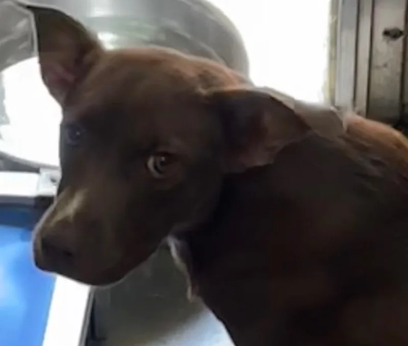 A baby medium-sized female Mixed Breed dog named Lucy for adoption in Elizabethton, TN