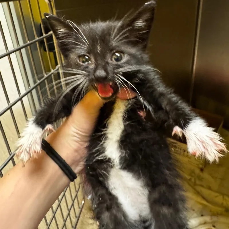 A baby small-sized female Black Domestic Short Hair cat named Groan Tube for adoption in Red House, WV