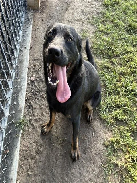 A young small-sized male Shepherd dog named Bruno for adoption in Riverside, CA