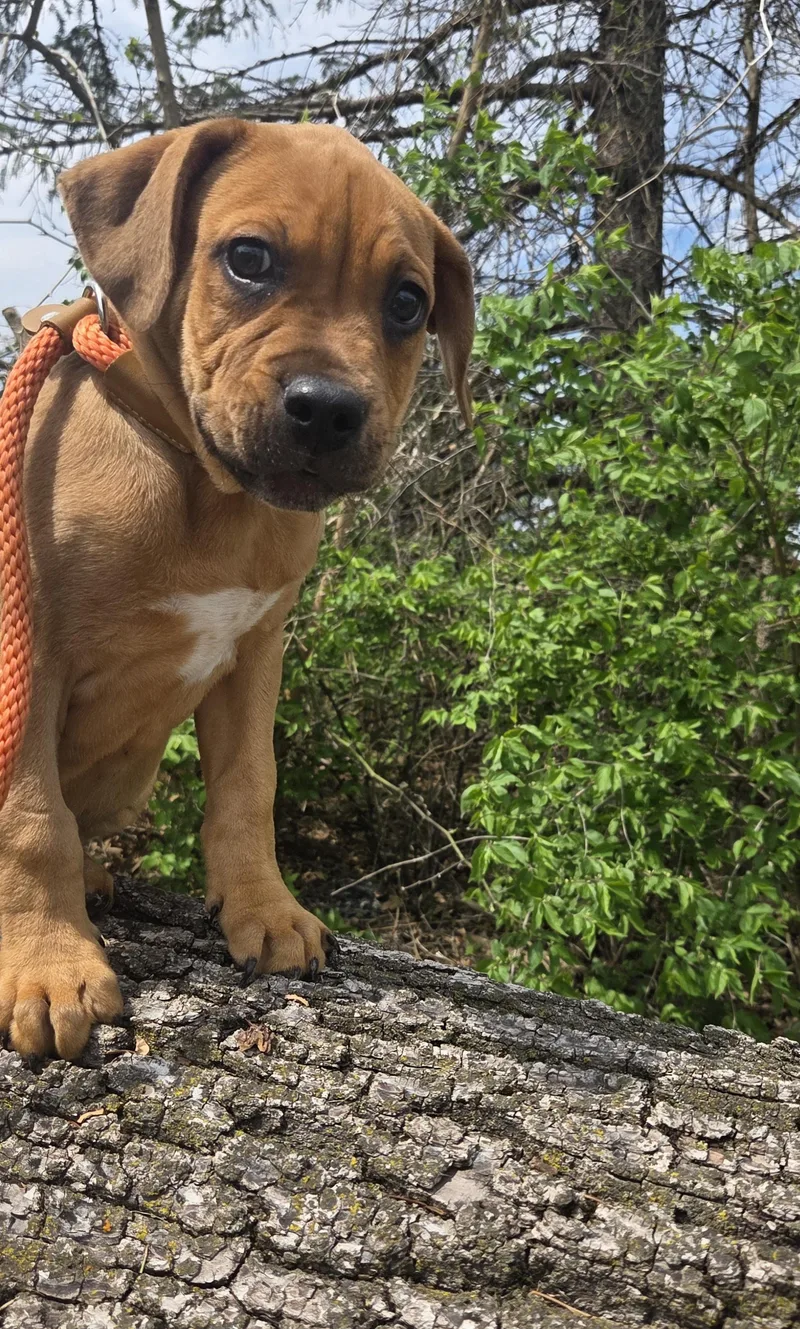 A baby medium-sized male Merle (Red) Labrador Retriever dog named Lester for adoption in Muncie, IN