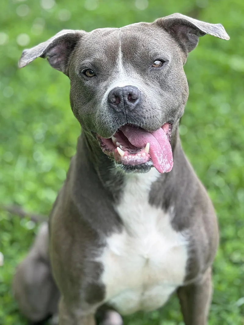 An adult medium-sized male Gray / Blue / Silver Pit Bull Terrier dog named Gary for adoption in Anderson, IN