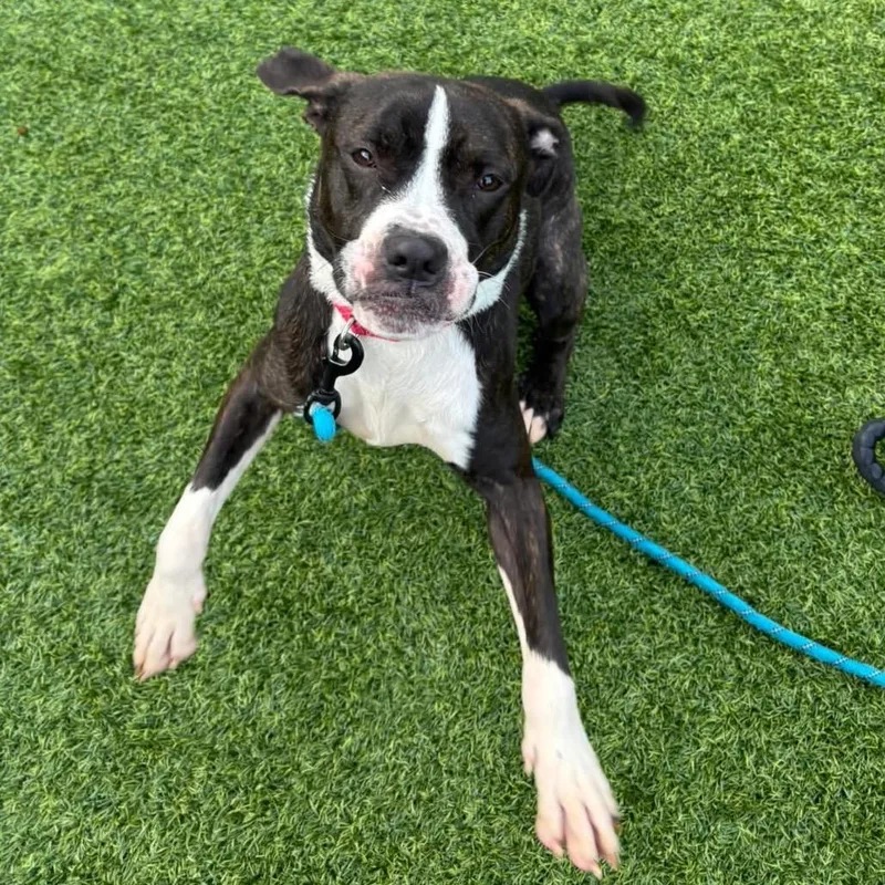 A young medium-sized female Brindle Mixed Breed dog named Stella for adoption in Pittsburgh, PA