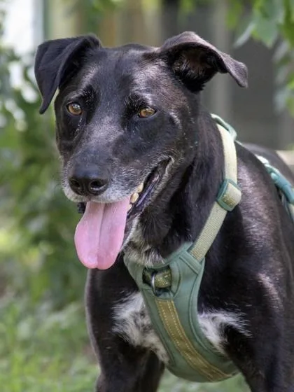 Super Max thumbnail 2