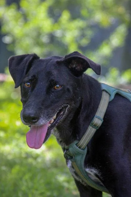 Super Max thumbnail 3