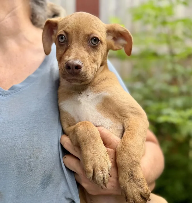 A baby small-sized female Mixed Breed dog named Georgie for adoption in Ellijay, GA